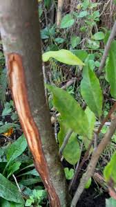 Image result for Cordia africana