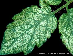 Image result for spider mites on cucumbers