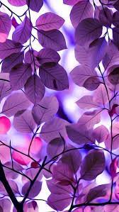 Where can i download beautiful wallpapers for free? 10 Beautiful Hd Wallpapers For Your Phone Purple Leaves Nature Iphone Wallpaper Purple Wallpaper Beautiful Wallpapers