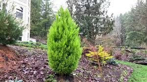 Wilma goldcrest monterey cypress is recommended for the following landscape applications Cupressus Macrocarpa Goldcrest Golden Monterey Cypress Kigi Nursery