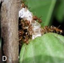 Image result for Napoleonaea angolensis