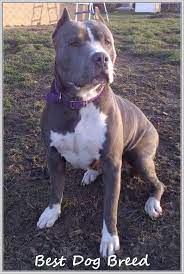 repairing problems related to dogs trasedogs mastiff puppies american bandogge mastiff giant dog breeds