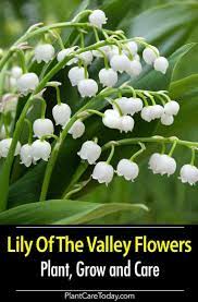 Lily Of The Valley Care Growing Conditions And More Lily Of The Valley Flowers Growing Lilies Lily Of The Valley