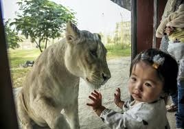 And more elephants may be on their way. Safari Park Dubai Standard And Combo Tickets With Transfer All Over Uae