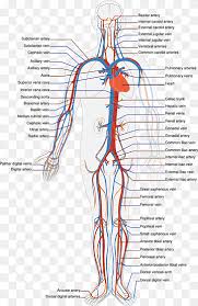 Label the blood vessel human bio. Systemic Circulation Png Images Pngwing