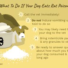 It can lie in wait as long as 50 days before making itself known. How To Treat Rat Poisoning In Dogs