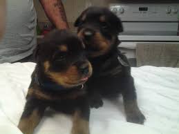 Rottweiler puppy girl, beautiful, from top german lines, grand daughter of twice adrk klub sieger gringo on the mother side, and on the sire, grandson of m. Akc 6 Week Old Rottweiler Puppies For Sale In Homosassa Florida Classified Americanlisted Com