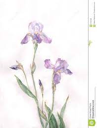 Iris Flowers Watercolor Painting Iris Painting Iris Flowers Watercolor Flowers Paintings