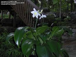 White flowers | eucharis amazonica the amazon lily. Plantfiles Picture 15 Of Amazon Lily Eucharis Grandiflora Lily Plants Plants Planting Flowers