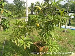 It's going to need cold protection with temps below freezing and can easily be killed by temps below. Pouteria Campechiana Kunth Baehni