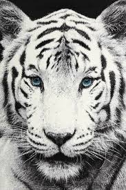 Download stunning white tiger images and illustration for free. Betul White Tiger Design Rug Online Rug Store Australia Rugs Express