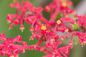 Image result for Cissus glaucophylla