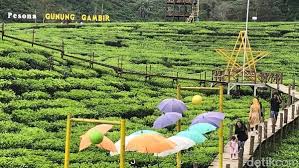 Perkebunan nusantara xii untuk membuat ide wisata alam dan edukasi kebun teh gunung gambir. Foto Belum Move On Liburan Ayo Ke Jember