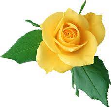 Yellow Rose Png Clipart Flower Background Iphone Lily Flower Yellow Roses
