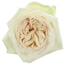 Sharifa asma david austin rose. David Austin Roses Rose Care Kremp Com