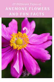 29 Different Types Of Anemone Flowers And Fun Facts Anemone Flower Anemone Flowers Perennials