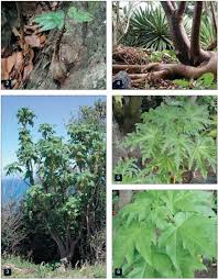 Image result for Obetia