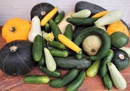 The gap utility jacket is the old standby. Gardening Matters What To Do With Zucchini Squash And Cucumbers The Armidale Express Armidale Nsw