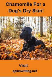 Chamomile For A Dog S Dry Skin Aplus Writing In 2020 Dog Dry Skin Dog Skin Care Dog Itchy Skin Remedy