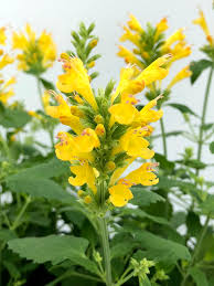 Image result for Asterochaete