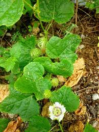 Image result for Passiflora foetida