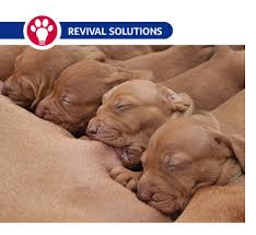 If you must take care of newborn puppies outside, hopefully you are doing so in warm or hot weather. Nursing Puppy Problems Preventing Loss