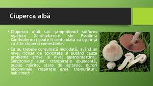 Ciupercile pleurotus sunt ieftine și se găsesc atît la piață cât și în magazine. Ciupercile DupÄƒ Ploaie La Culesul Agentia Pentru Protectia Mediului Galati Facebook