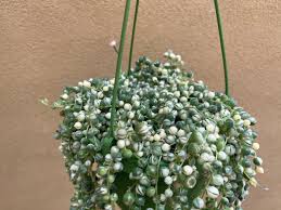 Image result for Senecio pachyrhizus
