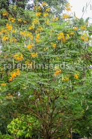 Image result for Caesalpinia