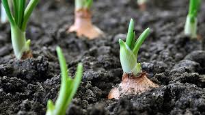 Maybe you would like to learn more about one of these? Healthy Soils Are Life Giving Black Gold Science News For Students