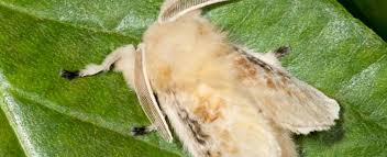 Maybe you would like to learn more about one of these? Flannel Moths Missouri Department Of Conservation