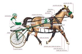 Résultat de recherche d'images pour "image cheval de course"