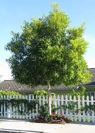 Tristaniopsis Laurina Kanooka Gum The Water Gum Is A Medium Sized Native Australian Rainforest Tree With A Widel Street Trees Landscaping Trees Trees To Plant