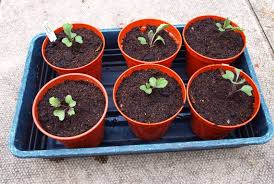 Does sprouts carry fresh flowers. Mark S Veg Plot Flower Sprouts