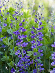 Pin On Handy Garden Plans Ideas