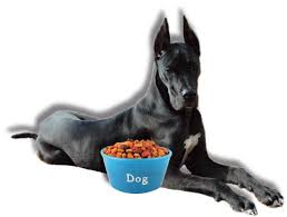 Per facilitare la riparazione ossea in seguito ad una frattura è quindi importante adottare una dieta ricca di frutta e verdura. Alimentazione Del Cane Che Cura Le Ossa Pet Family