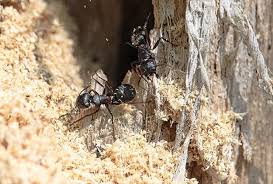 You would be surprised how queen ants can grow. Spencer Pest Serviceshow Concerned Should I Be About Carpenter Ants Spencer Pest Services