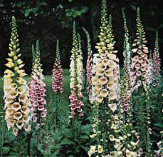 Hours may change under current circumstances Foxglove Fairfax Gardening