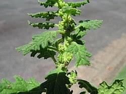 Image result for Dysphania carinata