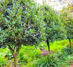 Image result for bay leaf bush foto