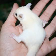 Sugar Glider Care Sheet Sugar Glider Shop