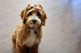 Check spelling or type a new query. Pin On Mini Goldendoodle