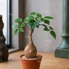 Image result for Cyphostemma adenocaule