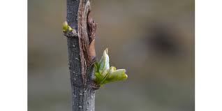 The bud is located under the leaf and is taken between the summer. Fruit Tree Grafting Workshop April 11 Morning Ag Clips