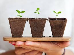 Basements are perfect breeding grounds. Strong Plant Growing Trays 3 Set Humidity Domes Seed Starting 144 Cells Yard Garden Outdoor Living Seed Starting Cloning