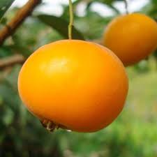 Image result for Eugenia verdcourtii