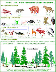 Food chains, food webs, and energy pyramids can be helpful tools for understanding how the living things in an ecosystem depend on. Food Chains And Food Webs Rainforest Life