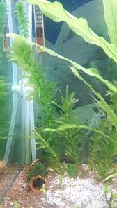 elodea freshwater aquarium plant akvaryum bitkisi tatlisu bitkisi akvaryum bi tki