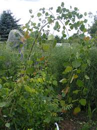 Image result for Populus