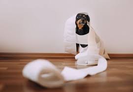 It is only when the condition advances to show the worst symptoms that are just uncontrollable. When To Put Down A Dog With Lymphoma 2021 Should Euthanize Canine